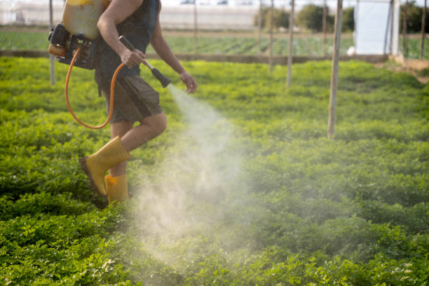 Wasp Removal Services in West Menlo Park, CA