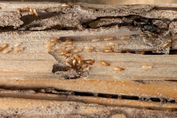Best Pest Inspection Near Me  in West Menlo Park, CA